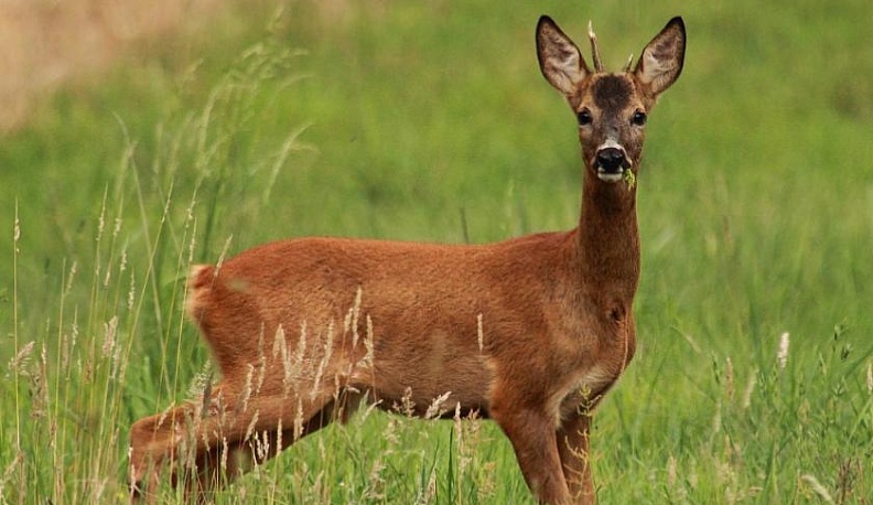 Житель Брянской области ответил за калужскую косулю