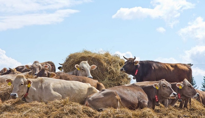 Калужским фермерам выделят ещё 53 миллиона рублей на развитие бизнеса