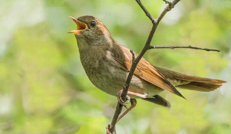 Таруса стала лидером переписи поющих соловьев