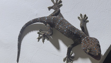 Ловцы гекконов и дзен