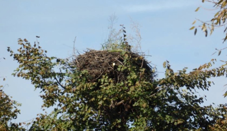 В Калужской области сохраняют популяцию белого аиста