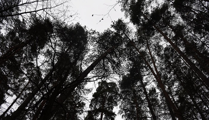 В Калужской области незаконные рубки с начала года нанесли 7,2 млн рублей ущерба