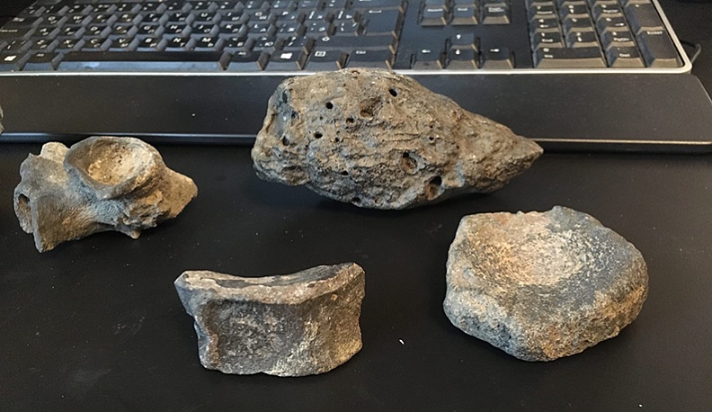 Найди своего динозавра!