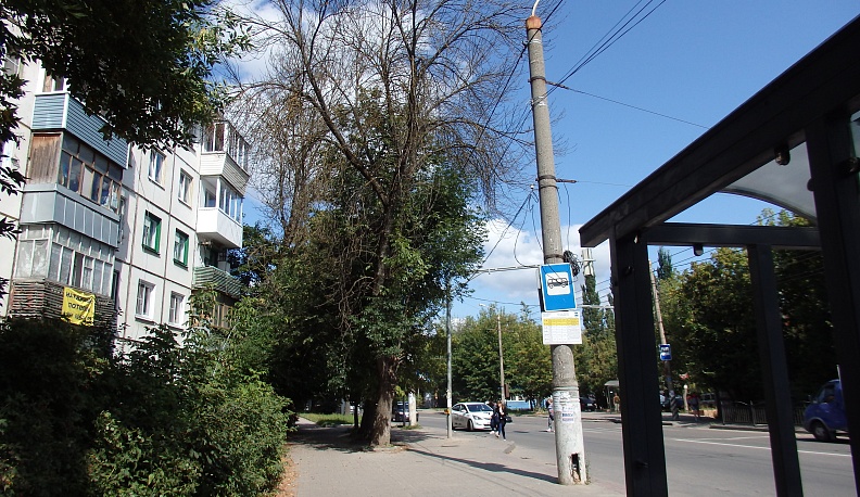 Когда деревья стали большими