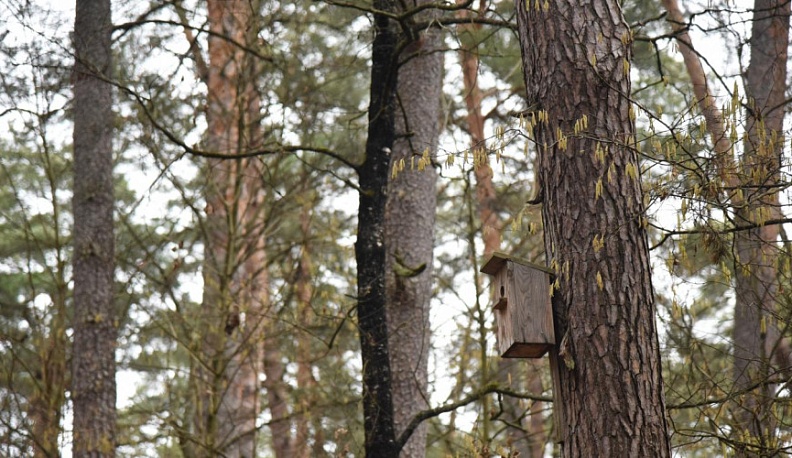Калужанам предложили мастерить скворечники