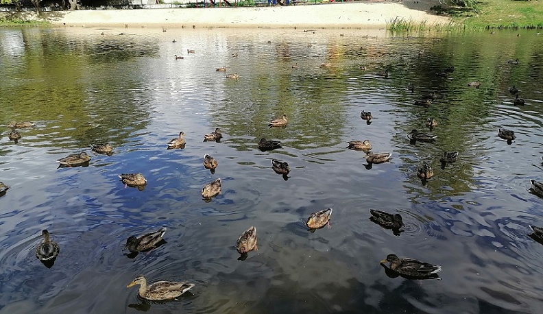 На Пуховском пруду в Калуге собрались 300 диких уток