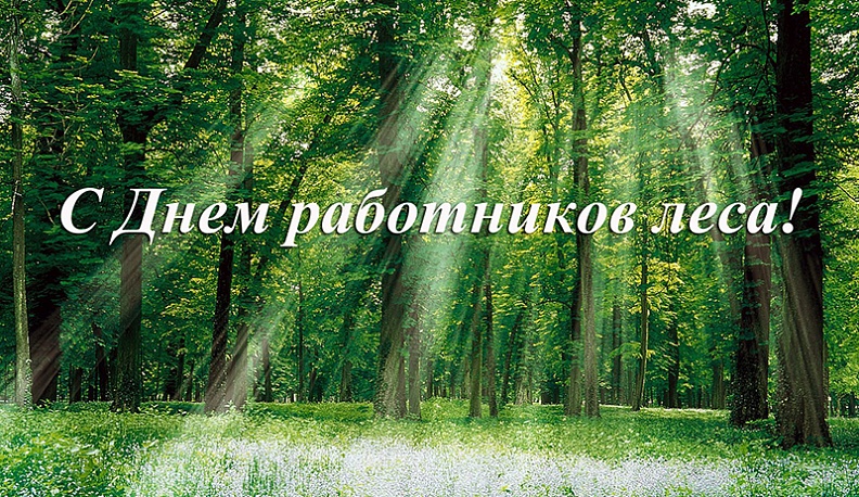 Владимир Жипа поздравил работников лесного хозяйства с профессиональным праздником