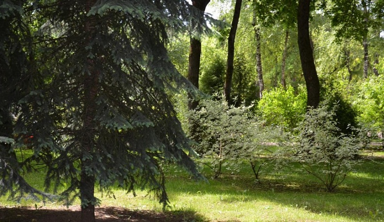 На сохранение калужских лесов будет направлено 126 миллионов рублей