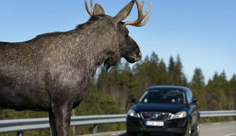 В Калужской области иномарка сбила лося