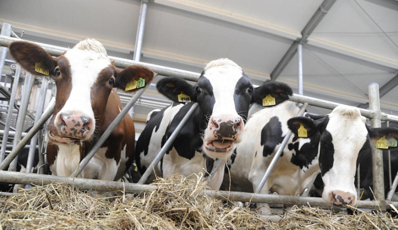 В Боровском районе использование технологии роботизированного доения повысило качество молока