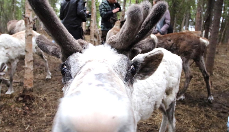 ПОБЕГ  ОТ ЦИВИЛИЗАЦИИ