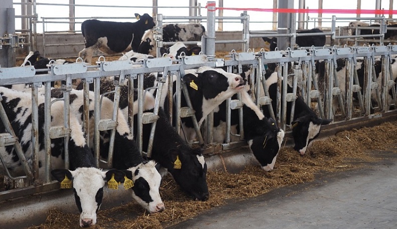 В Калужской области АПК развивается вне зависимости от капризов погоды