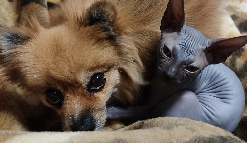 Более 90 кошек и собак за год вывезли из Калужской области