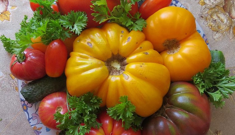 "Японский трюфель" в русской теплице