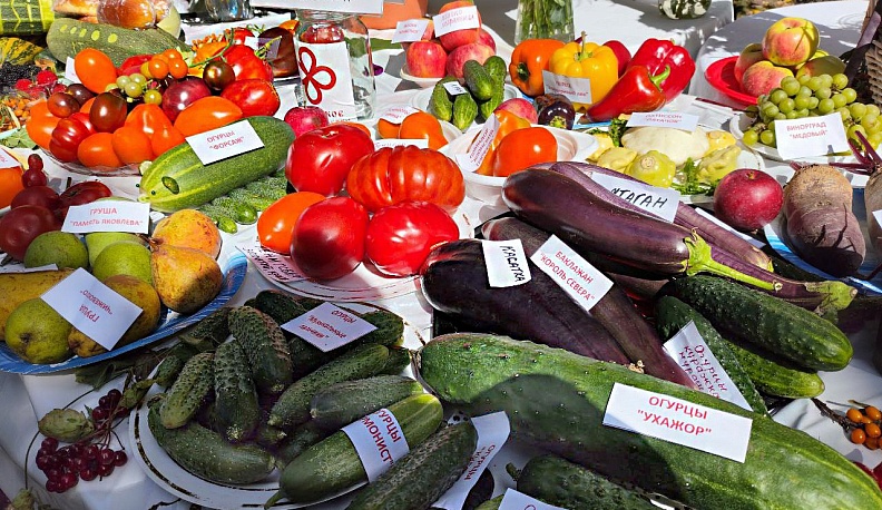 Огурец «Ухажор», «веерный» томат и арбуз в клеточку представили калужане на выставке урожайного сезона 