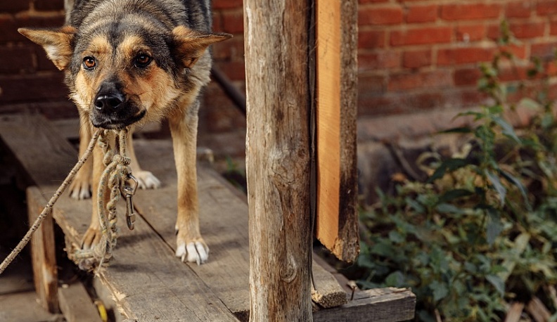 В Козельске открылась фотовыставка Виталия Верескуна, посвященная приюту для бездомных