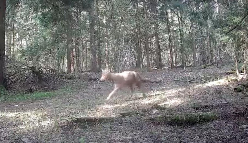 В калужском заповеднике засняли волка