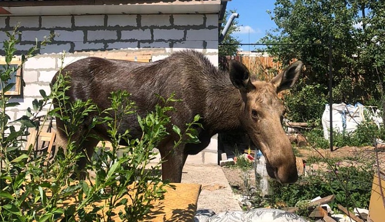 Центр «Феникс» просит калужан поделиться урожаем