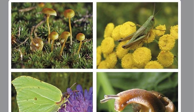 В Калужской области издали сборник о биологическом разнообразии памятников природы