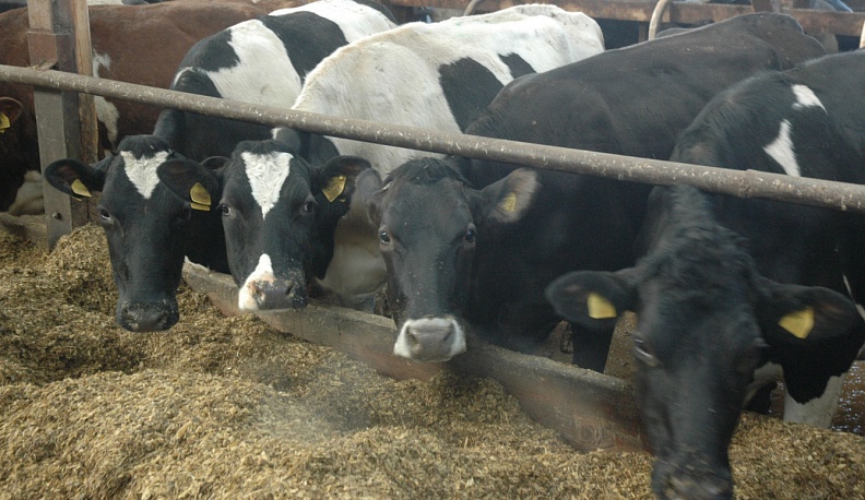 В Калужской области производство молока продолжает расти