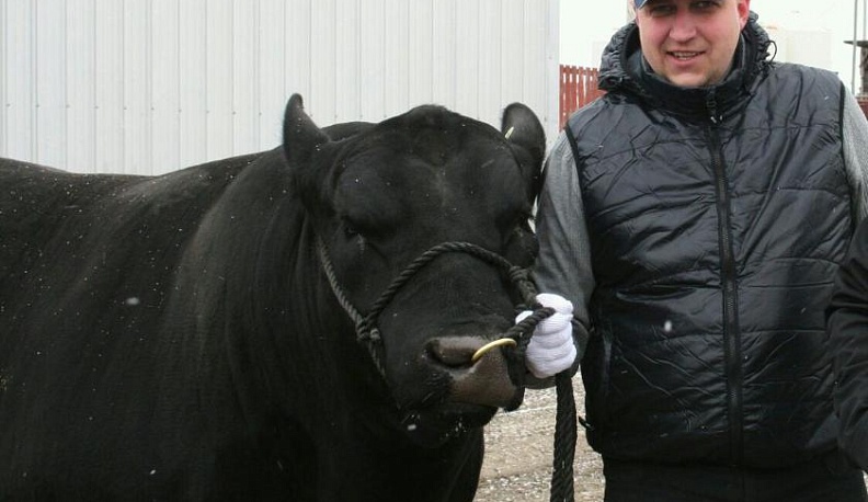 Стойкие Неуступкины 