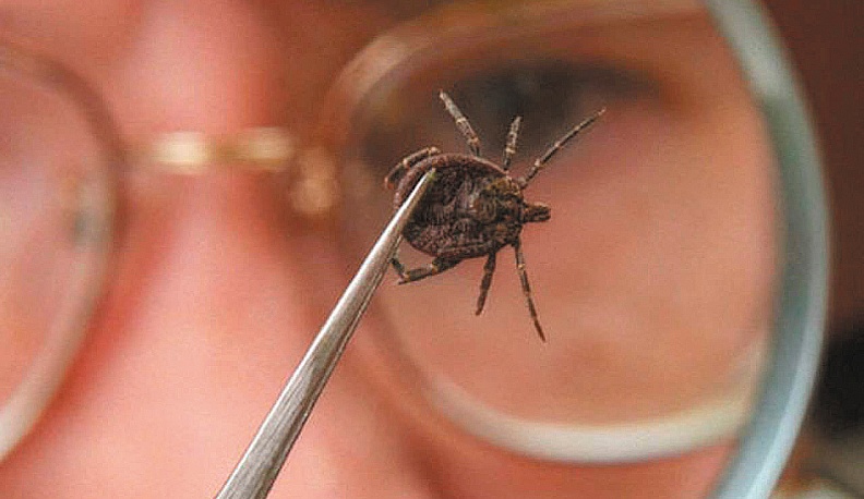 В Калужской области вновь выросло число покусанных клещами