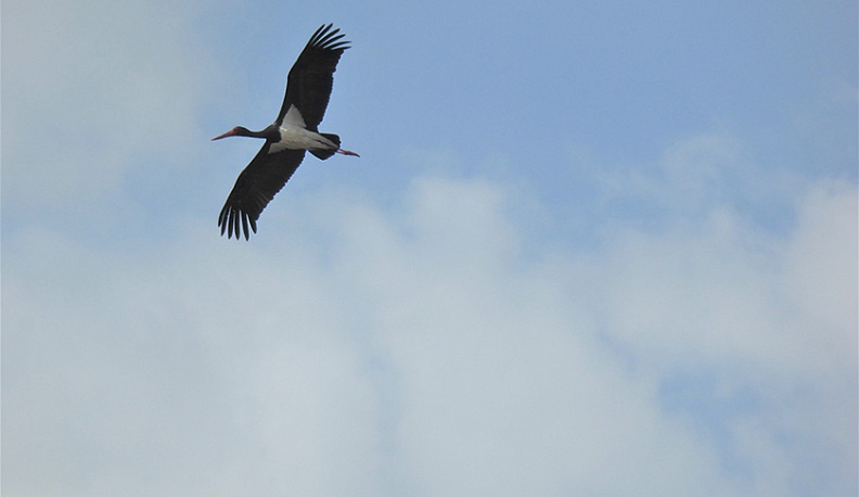 Черный аист.