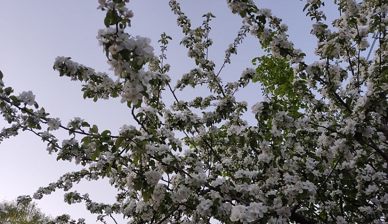 В Калуге потеплеет до +23 градусов