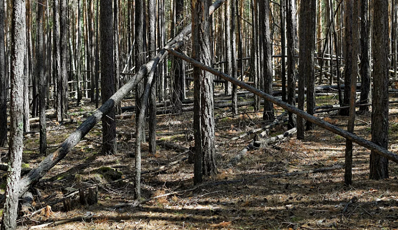 В Калужской области шесть памятников природы проверят на наличие сухостоя