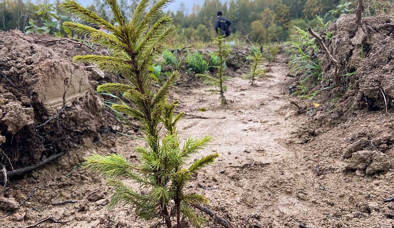 В 2023 году в калужских лесах высадили 5,8 млн молодых деревьев