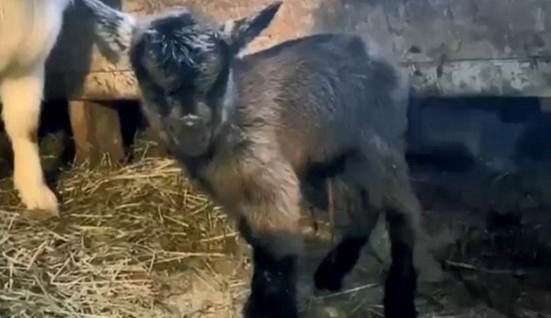 В зоопарке на Правобережье Калуги выбирают имя для камерунского козленка