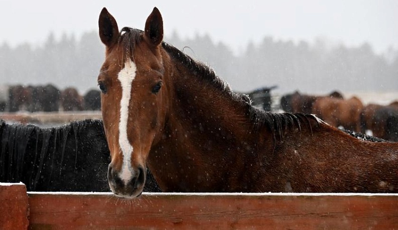 Спорт, туризм и… милосердие