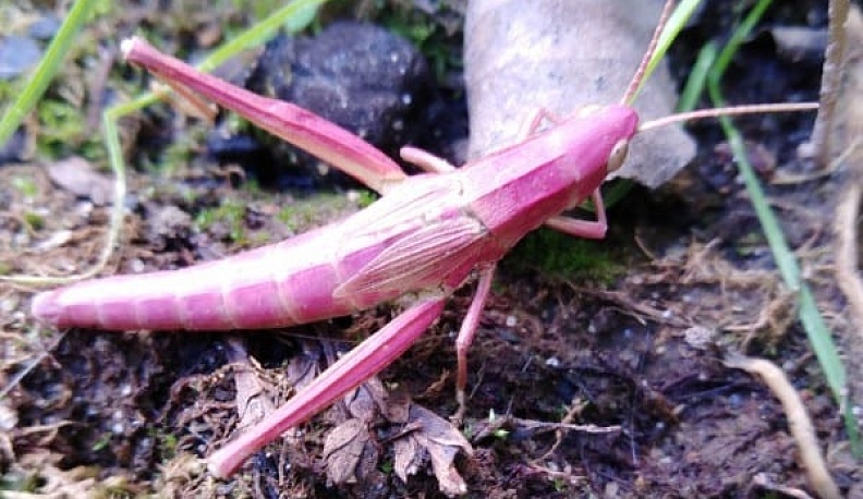 В Калуге дачница нашла красного кузнечика