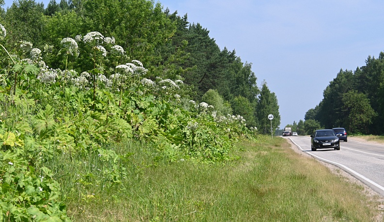 Зелёный Геракл