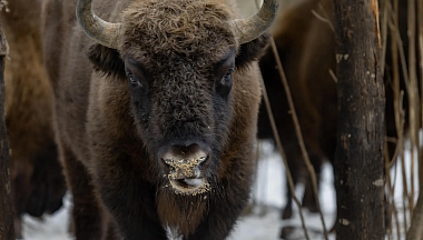 Грант Президентского фонда природы нацпарк  «Угра» потратит на зубров и дубы