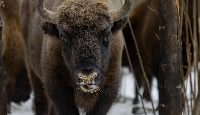 Грант Президентского фонда природы нацпарк  «Угра» потратит на зубров и дубы
