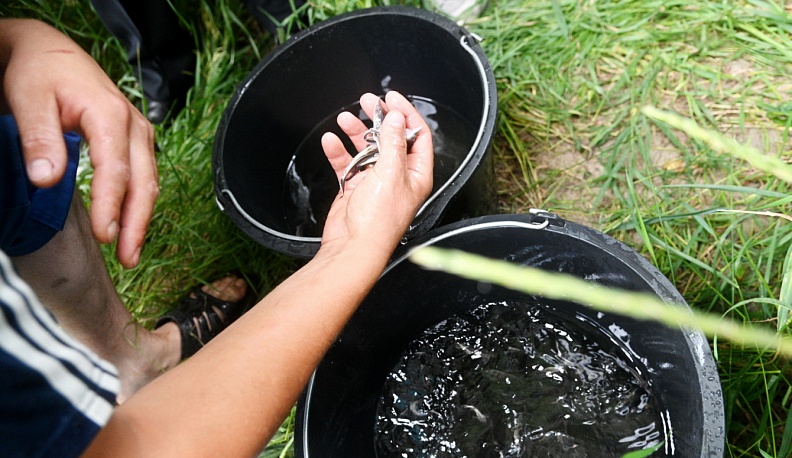 В Калуге выпустили в Оку почти три десятка тысяч сеголетков стерляди