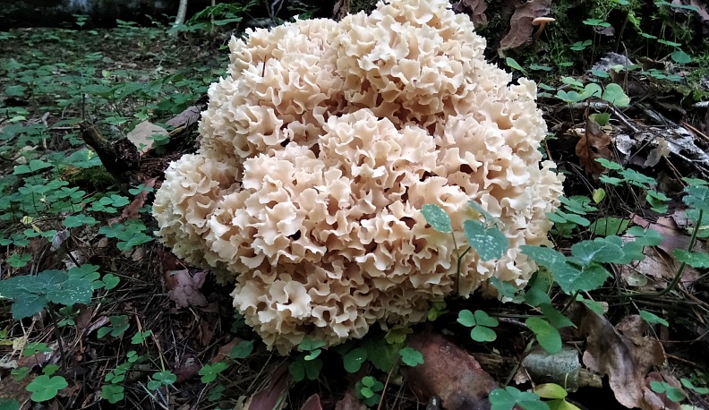 Шеренги ножек в шляпках или…