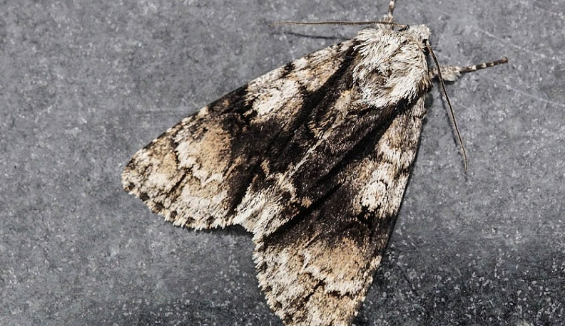 В Калужской области обнаружили еще одно редкое насекомое