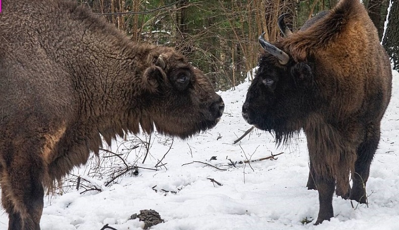 В Калужской области закупили больше 36 тонн пшеницы для подкормки европейских зубров