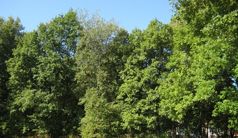 В Калужской области утвердили границы парка усадьбы «Бегичево»