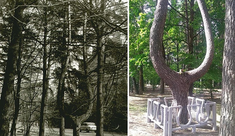 Обнинскую сосну «Лиру» официально признали удивительным деревом 