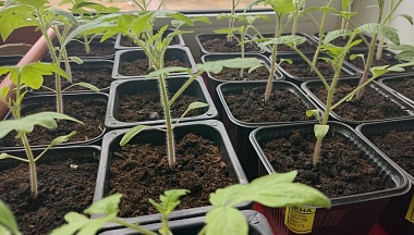 В Обнинске школьники узнали как оценить самочувствие растений