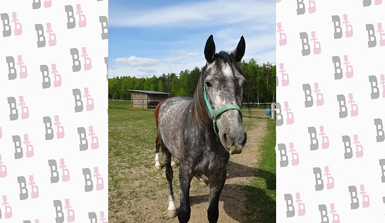 Орловская рысистая порода -  это, без всякого  преувеличения, национальное  достояние России, самая известная  и популярная в мире русская культурная порода лошадей,  а до конца XIX века - самая резвая упряжная порода. Вот почему выбор Марьяны Давыдовой