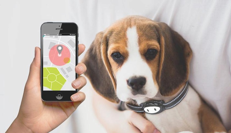 Калужский пенсионер лишился 33 тысяч при покупке ошейника с трекером