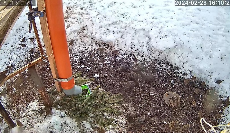 В Калуге наблюдают ранний прилёт птиц