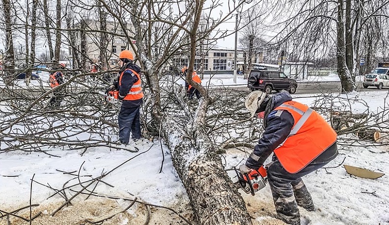 Экологи согласились с вырубкой ясеней в Калуге