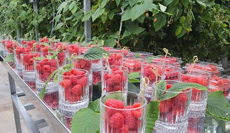 Владислав Шапша попробовал обнинскую малину