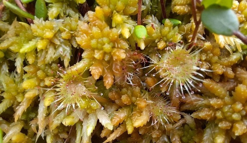 В Боровском районе нашли новое место произрастания круглолистной росянки