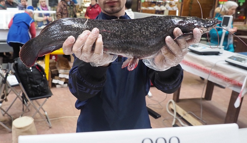 Стало известно, когда пройдут сельхозярмарки в Калуге